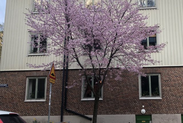 Godhemsgatan 34b, Göteborg - bild 2
