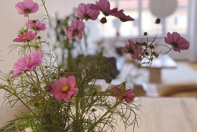Östra Stallmästaregatan 13, Malmö - bild 6