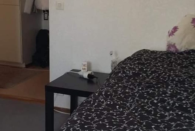 Humlevägen 212, Trollhättan - bild 6
