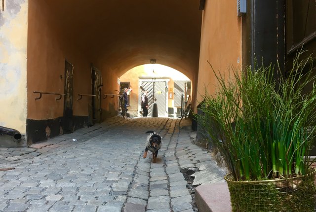 Ferkens gränd 6, Stockholm - bild 8