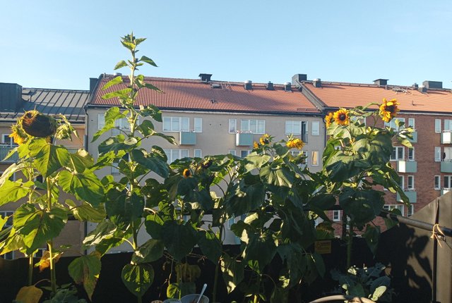 Brännkyrkagatan 118, Stockholm - bild 1
