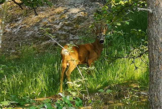 Sulvägen 79, Hägersten - bild 2