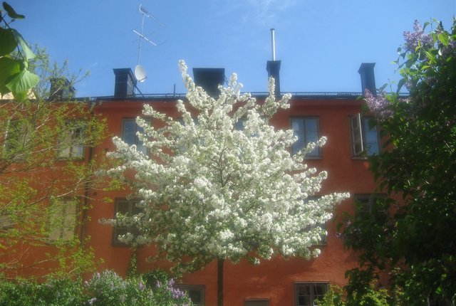 Repslagargatan 13, Stockholm - bild 3
