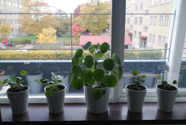 Båstadsgatan 4A, Malmö - bild 5