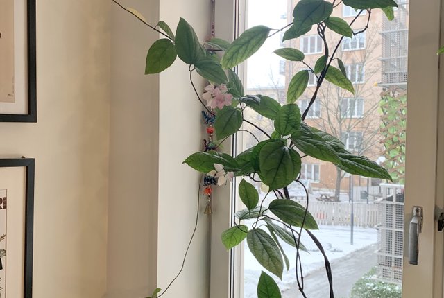 Rosenlundsgatan 48, Stockholm - bild 4
