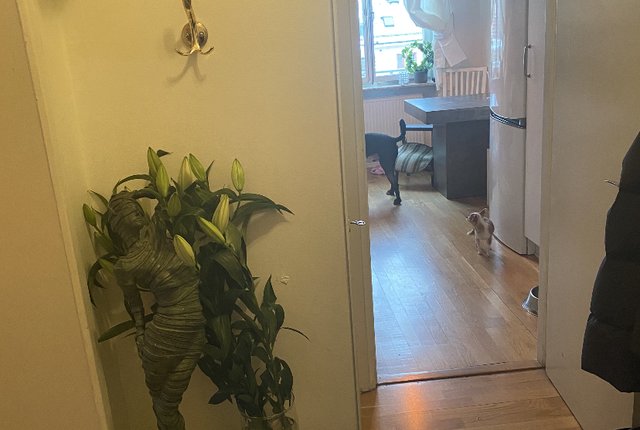 Sankt Paulsgatan 22, Stockholm - bild 3